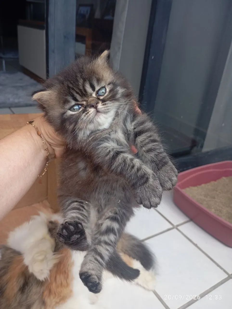 Gatinhos persas - Foto 3