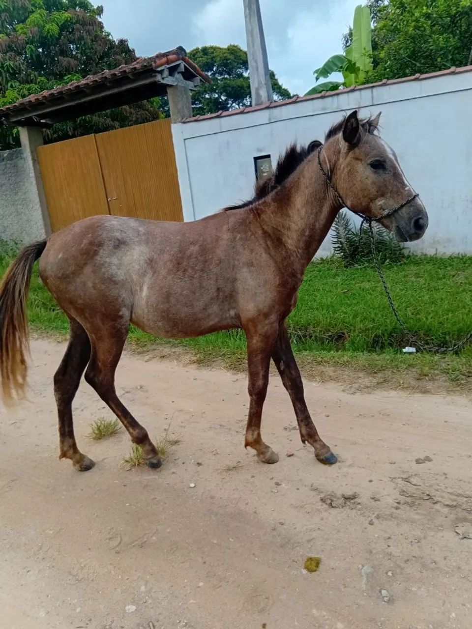Cavalo
