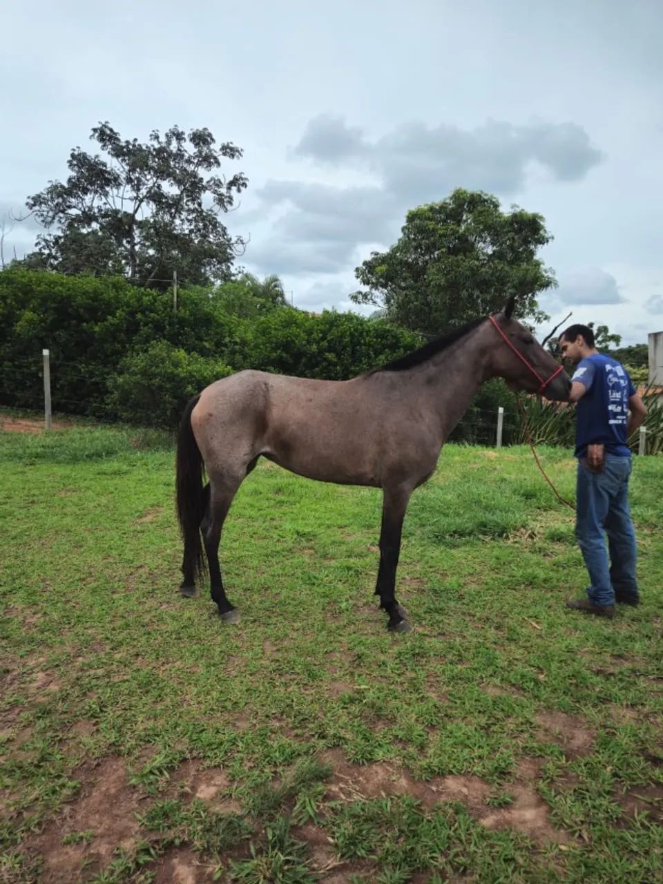 Égua potra rosilha marcha batida - Foto 2