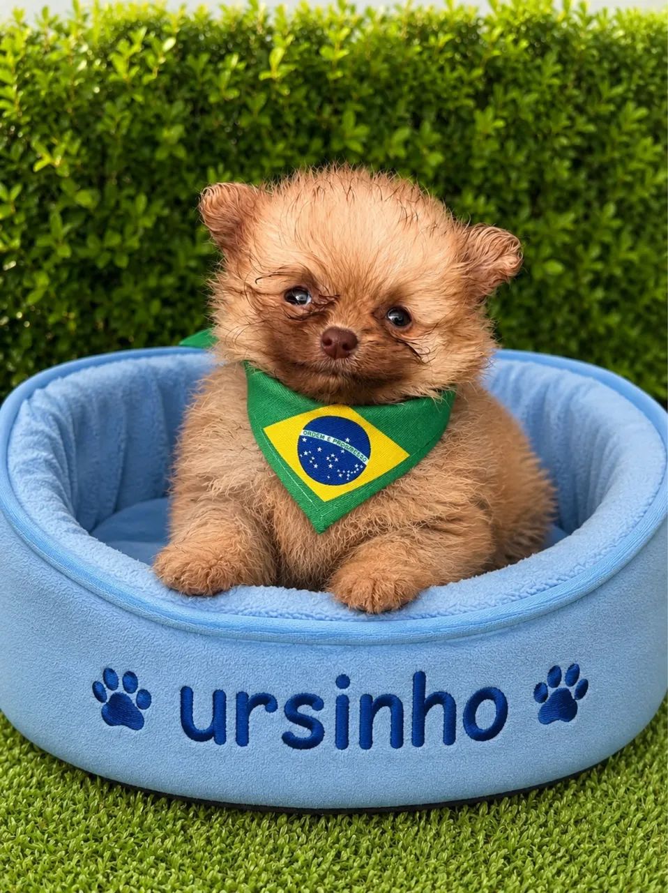 Vendo Sptiz alemão 