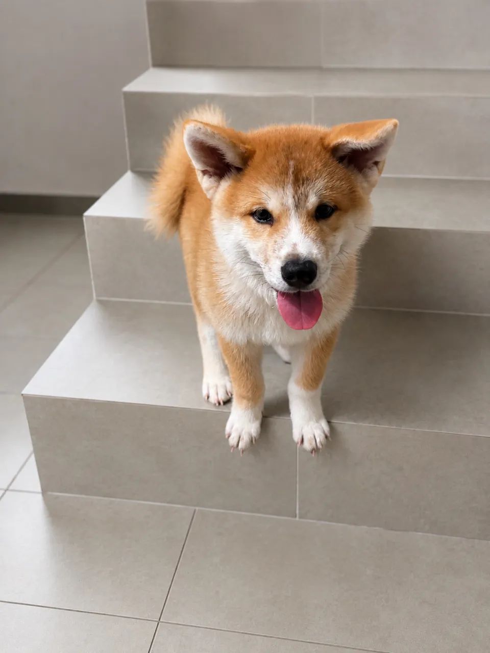 Filhote Akita Inu  - Foto 4
