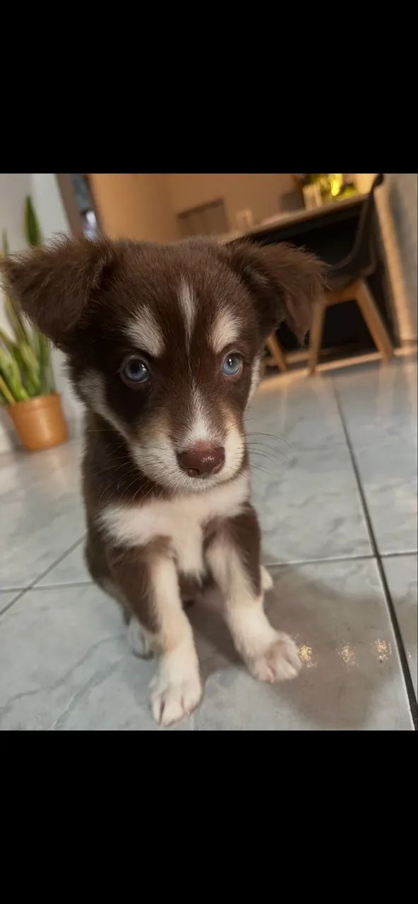 Husky siberiano de 45 dias fêmea  - Foto 5