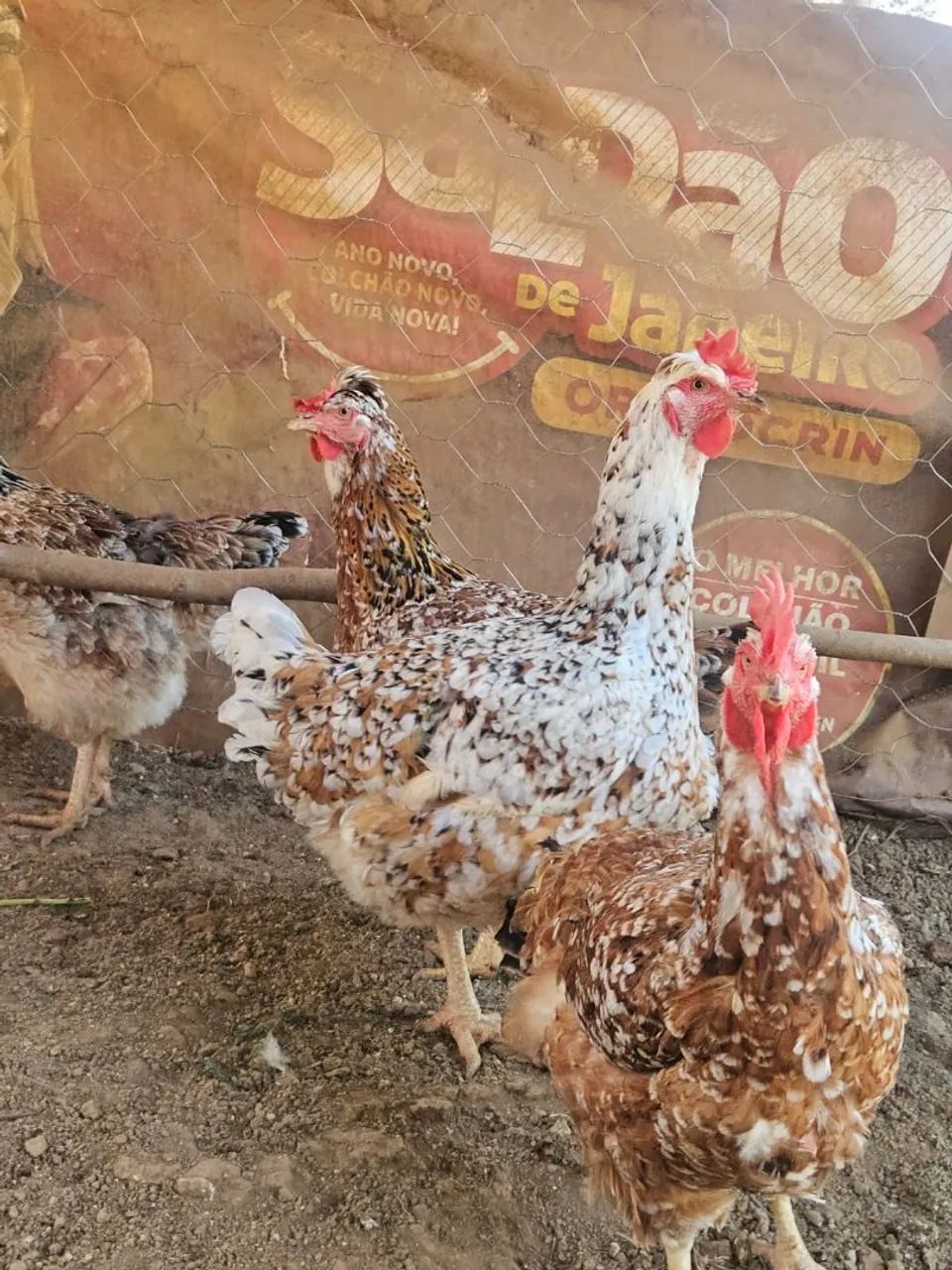 Pintinhos GSB