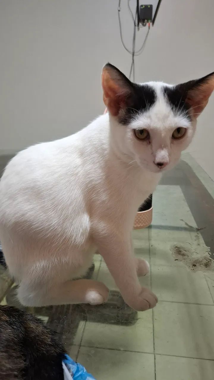 Gatinho para adoção RESPONSÁVEL!!!! - Foto 2