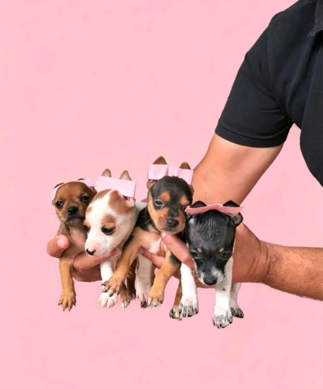 Pinscher mini de verdade 