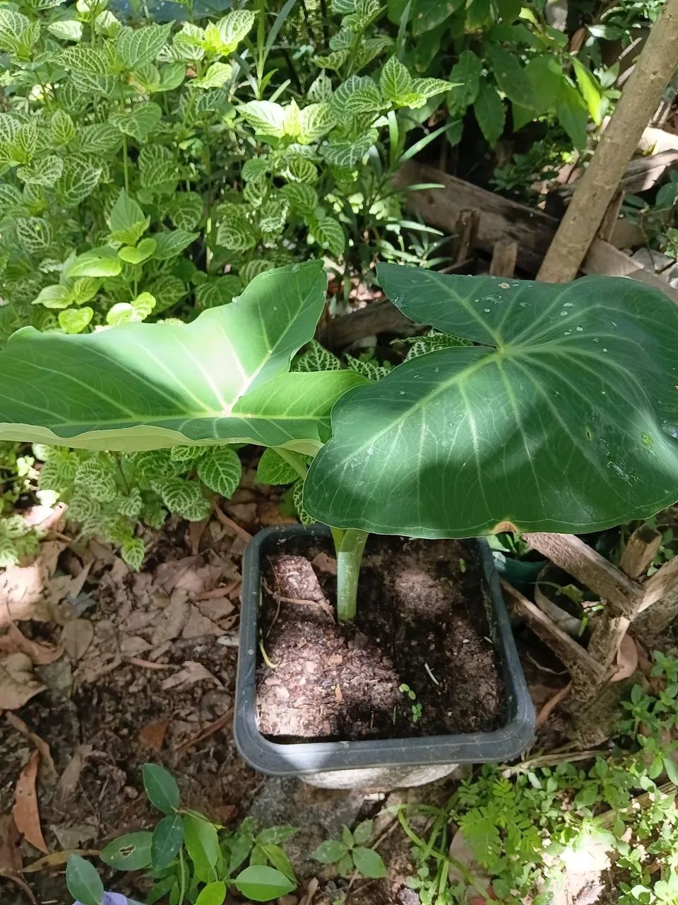 Plantas ornamentais  - Foto 2