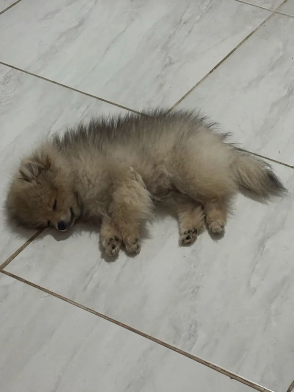Cachorro  - Foto 2