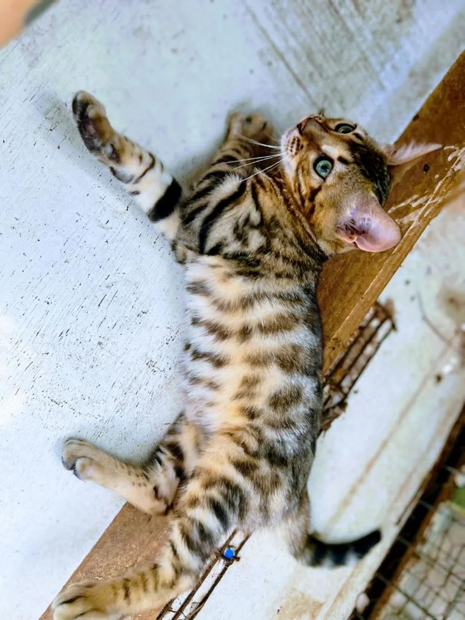 FILHOTE DE GATO BENGAL FEMIA - Foto 2