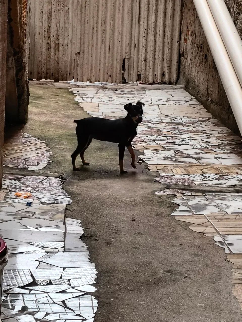 Pinscher 1 - Foto 2