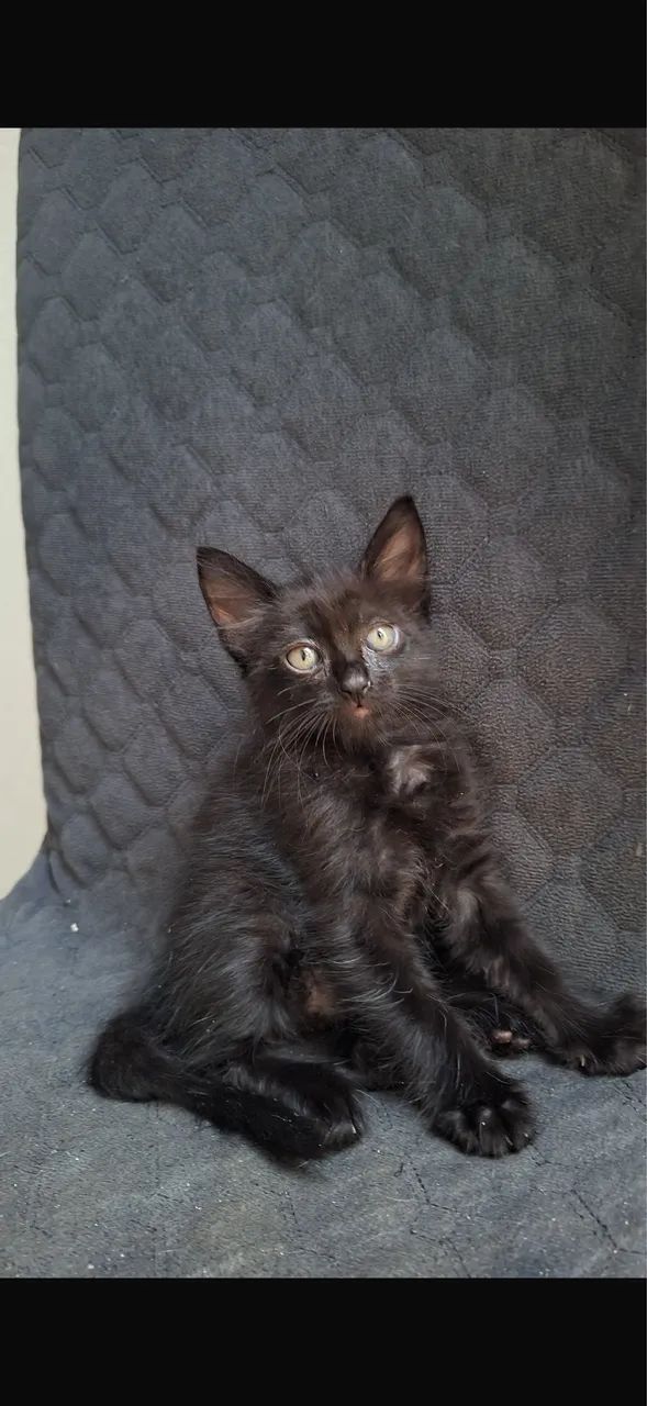 Doação de gatinhos - Foto 5
