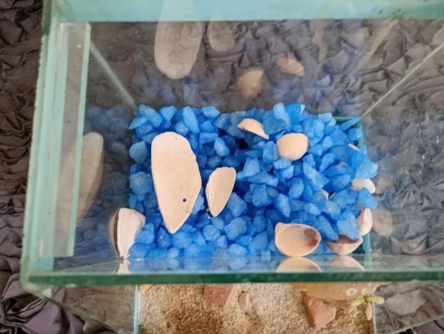 Aquario de vidro com decoração, pedraria e tampa. - Foto 2