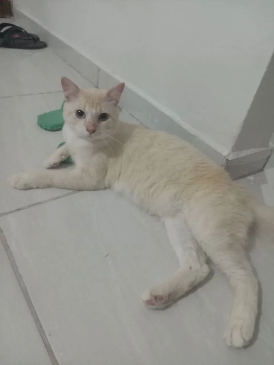 Doação Responsável  - Foto 2