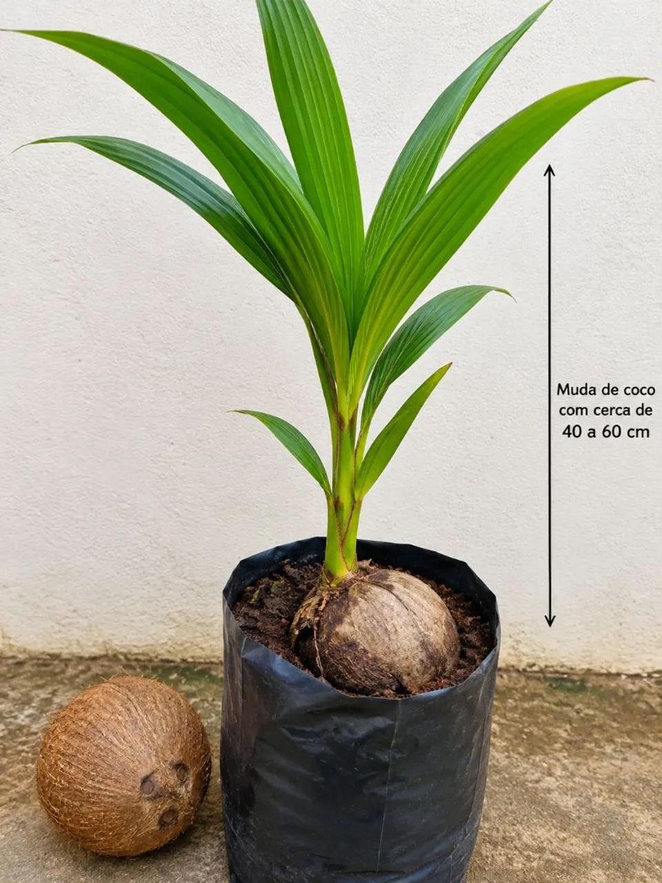 Muda de coco 