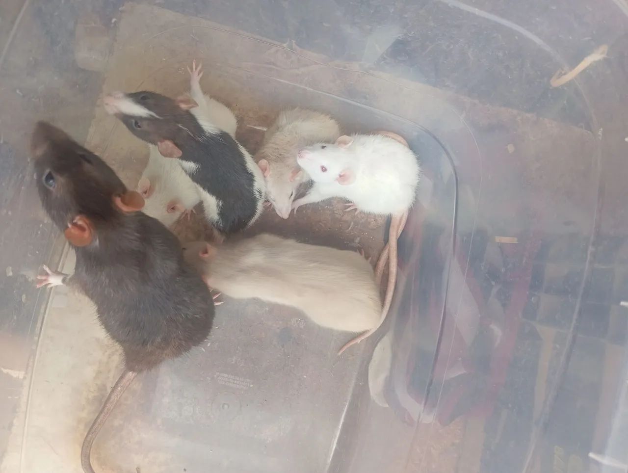 Rato Twister  - Foto 2