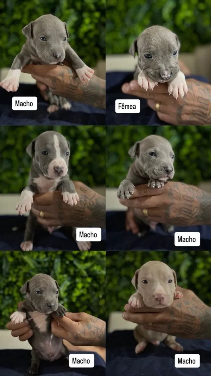 Filhotes de Pit Monster