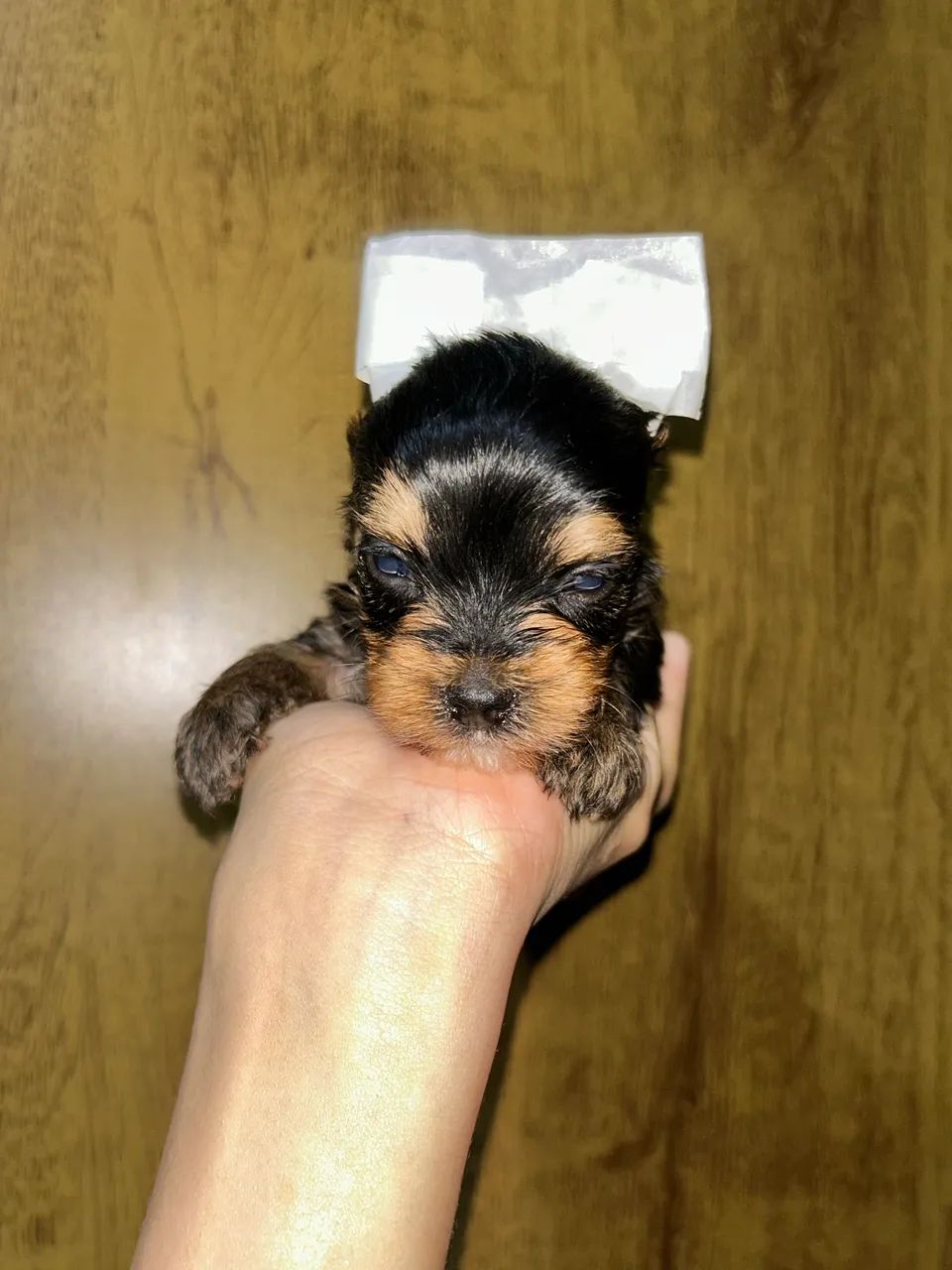 Filhotes de yorkshire terrier MACHO MICRO - Foto 4