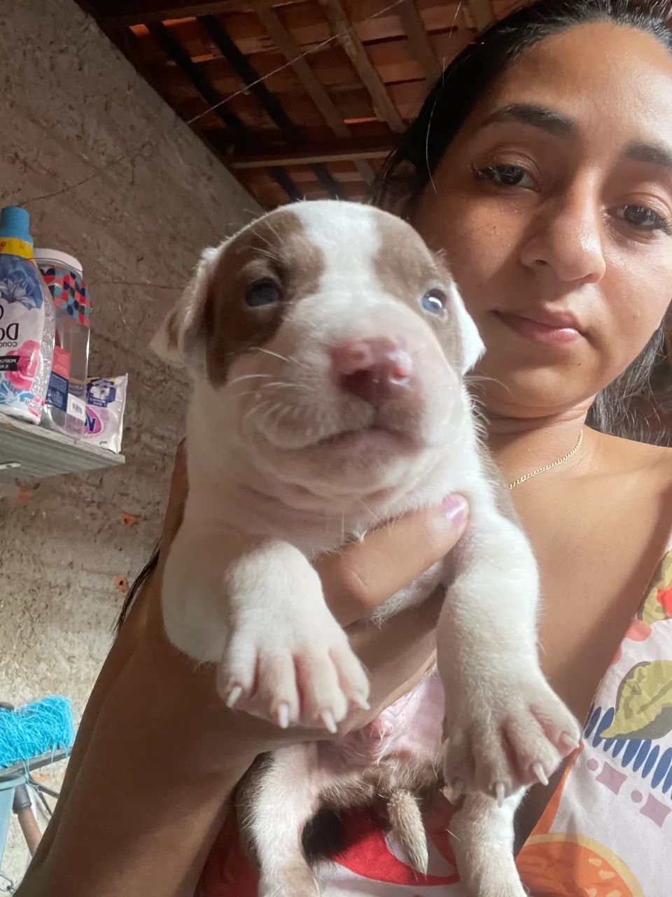 Vendo filhotes de pitbull  - Foto 5