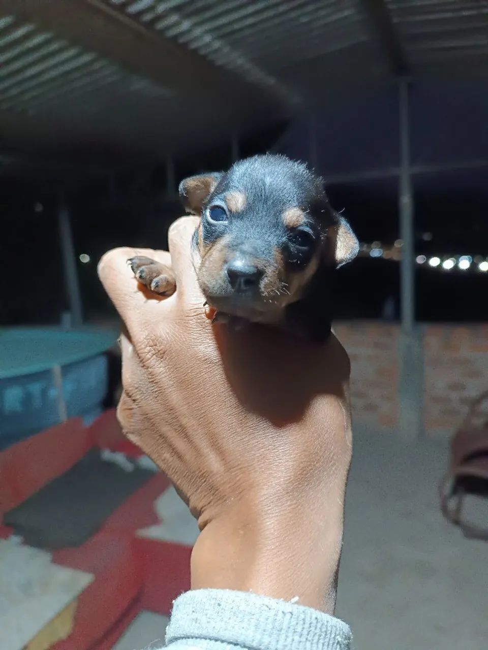Pinscher macho  - Foto 5