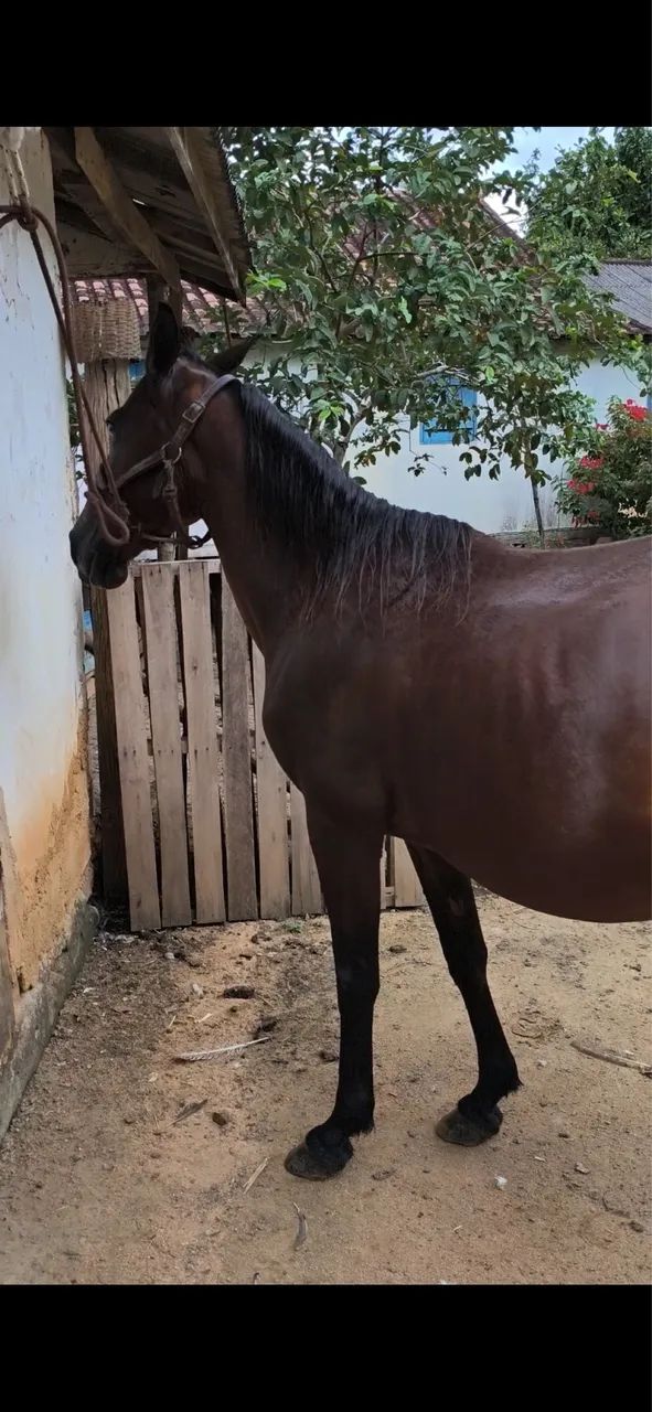 Vende-se   - Foto 3
