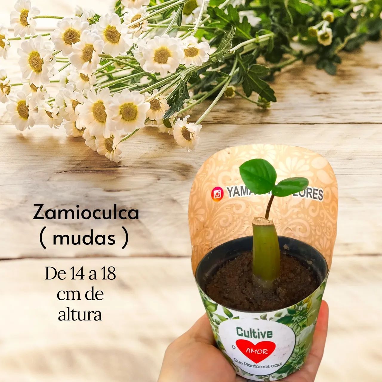 ZAMIOCULCA - Referência de Beleza e Sofisticação - Foto 5