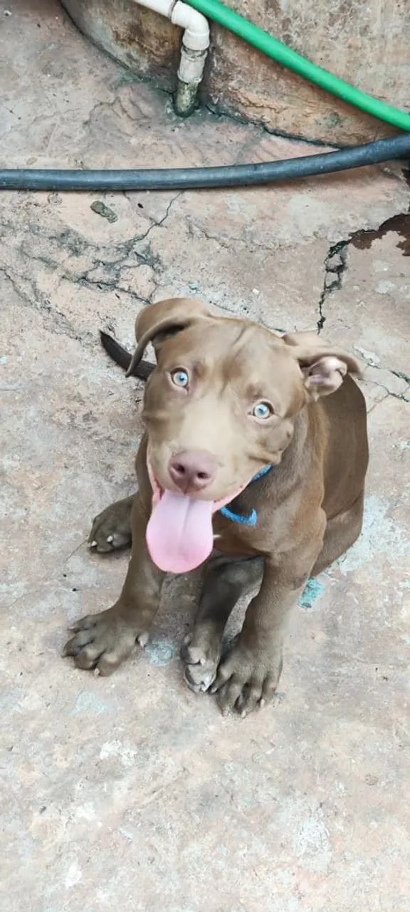 Cachorro  - Foto 4