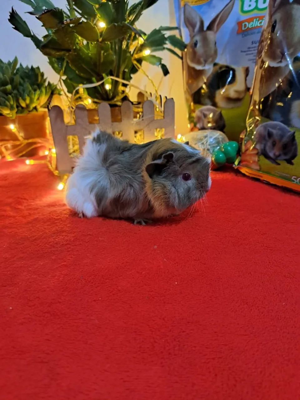 Porquinho da índia várias raças  - Foto 6