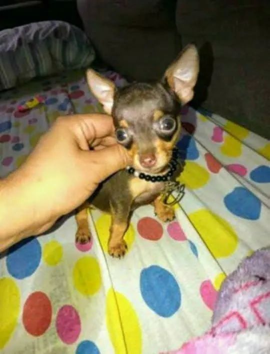 Miniaturas canina - Foto 2