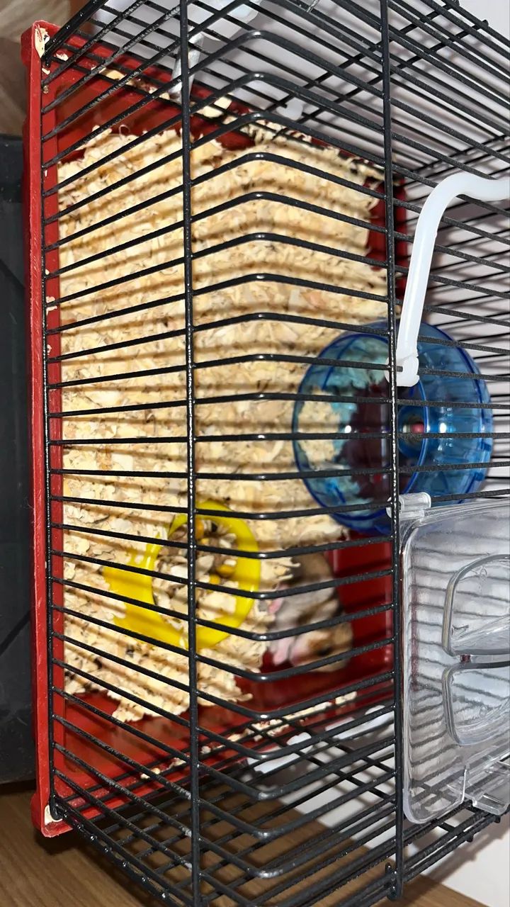 HAMSTER - Foto 4
