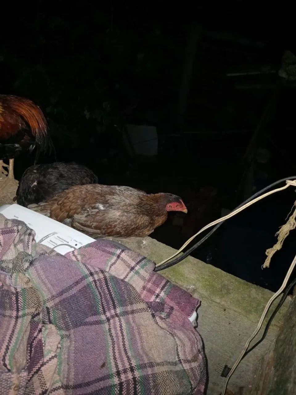 Galinha de raça 