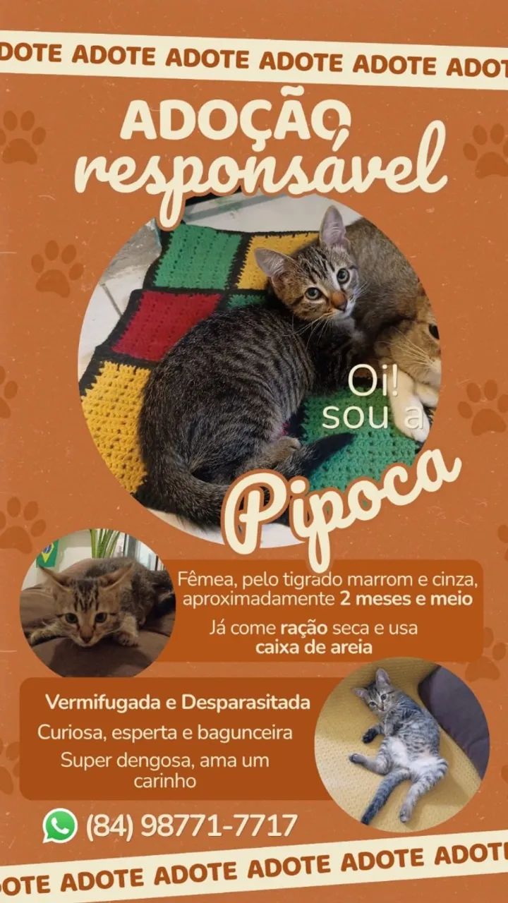 Gatos - Foto 2