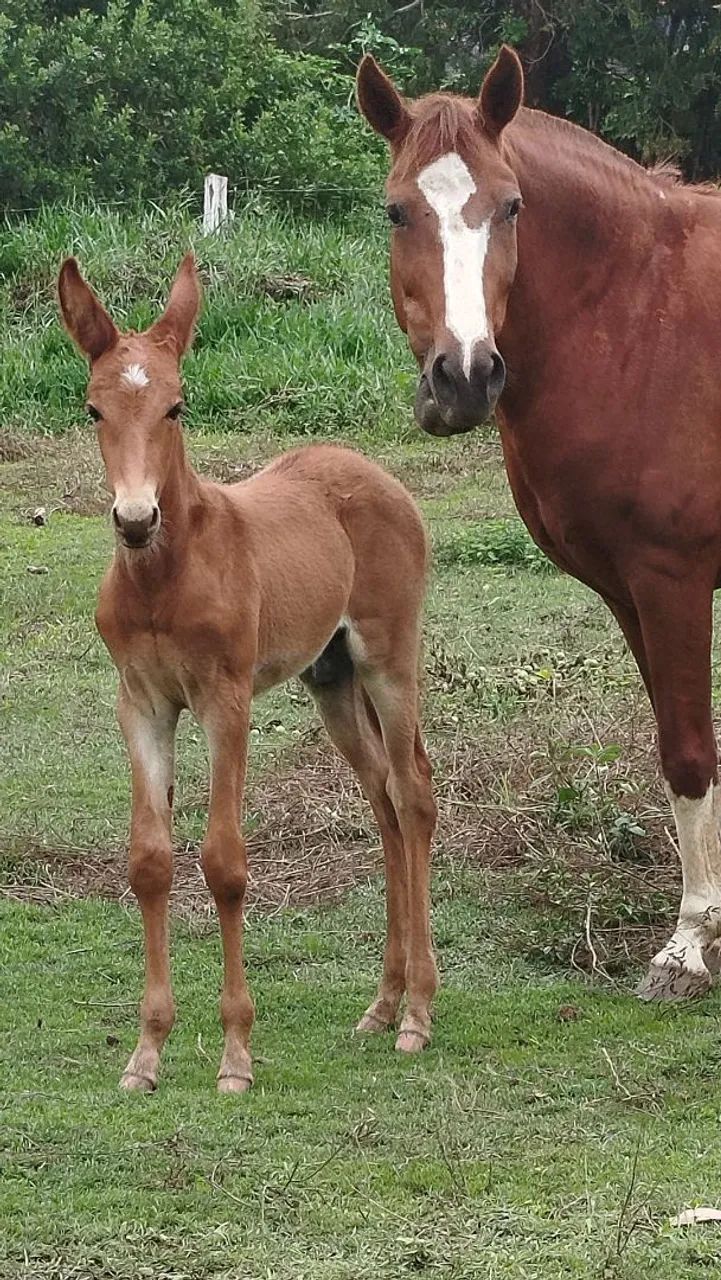 Burro morro vermelho 50dias  - Foto 5