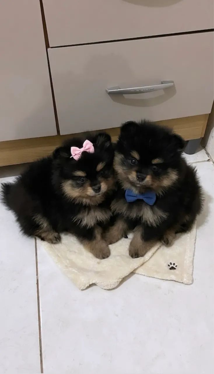FILHOTES DE LULU DA POMERANIA  - Foto 2
