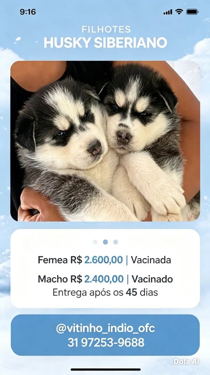 Husky siberiano disponível