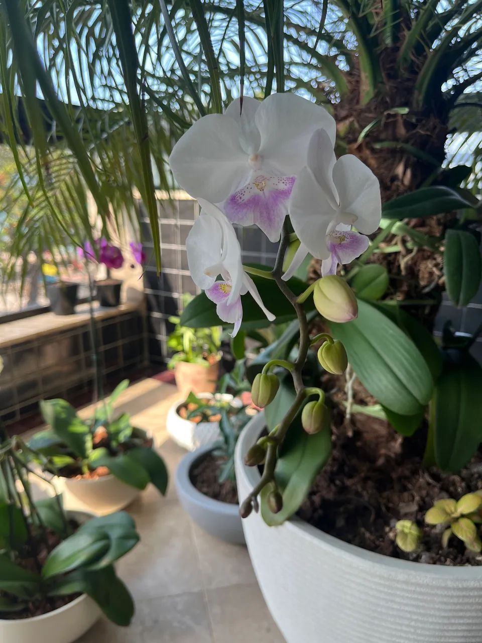 Palmeira Fênix com 12 orquídeas phalaenopsis  - Foto 2