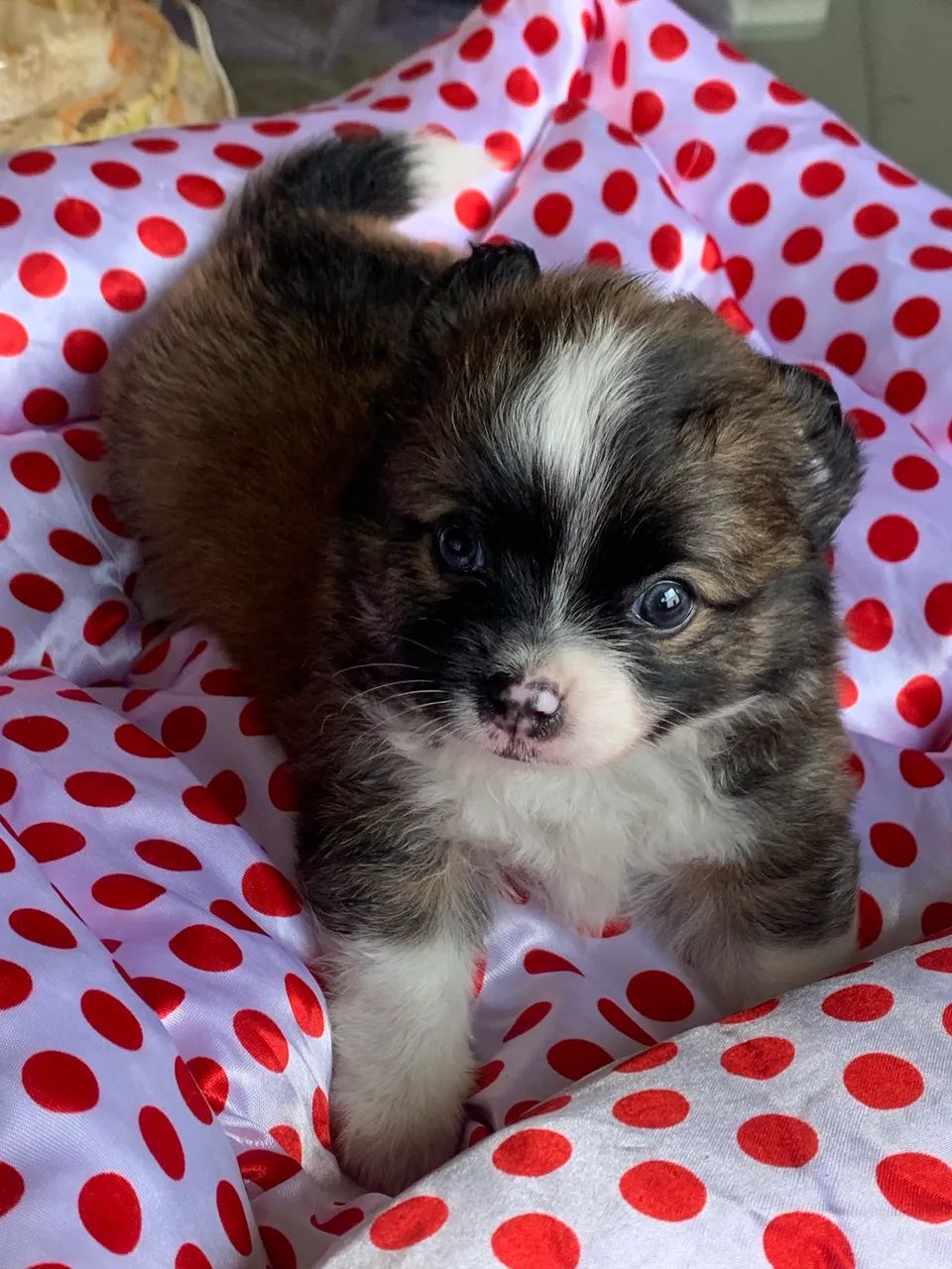 Chihuahua  - Foto 4