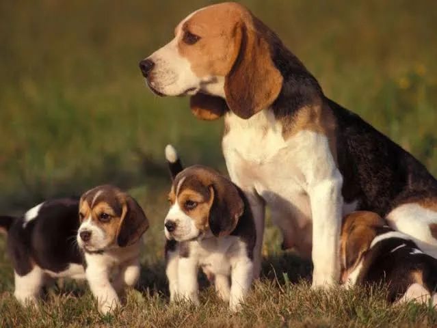 Beagle  - Foto 2