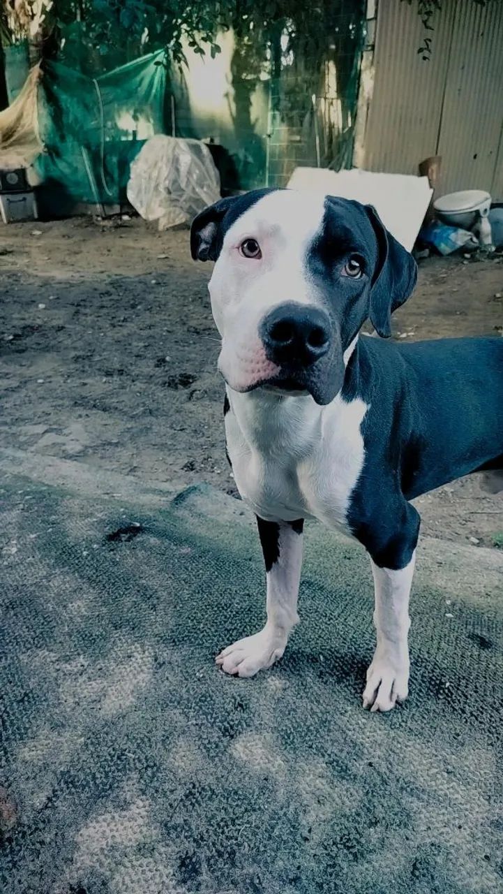 Cachorro Pitbull  - Foto 4