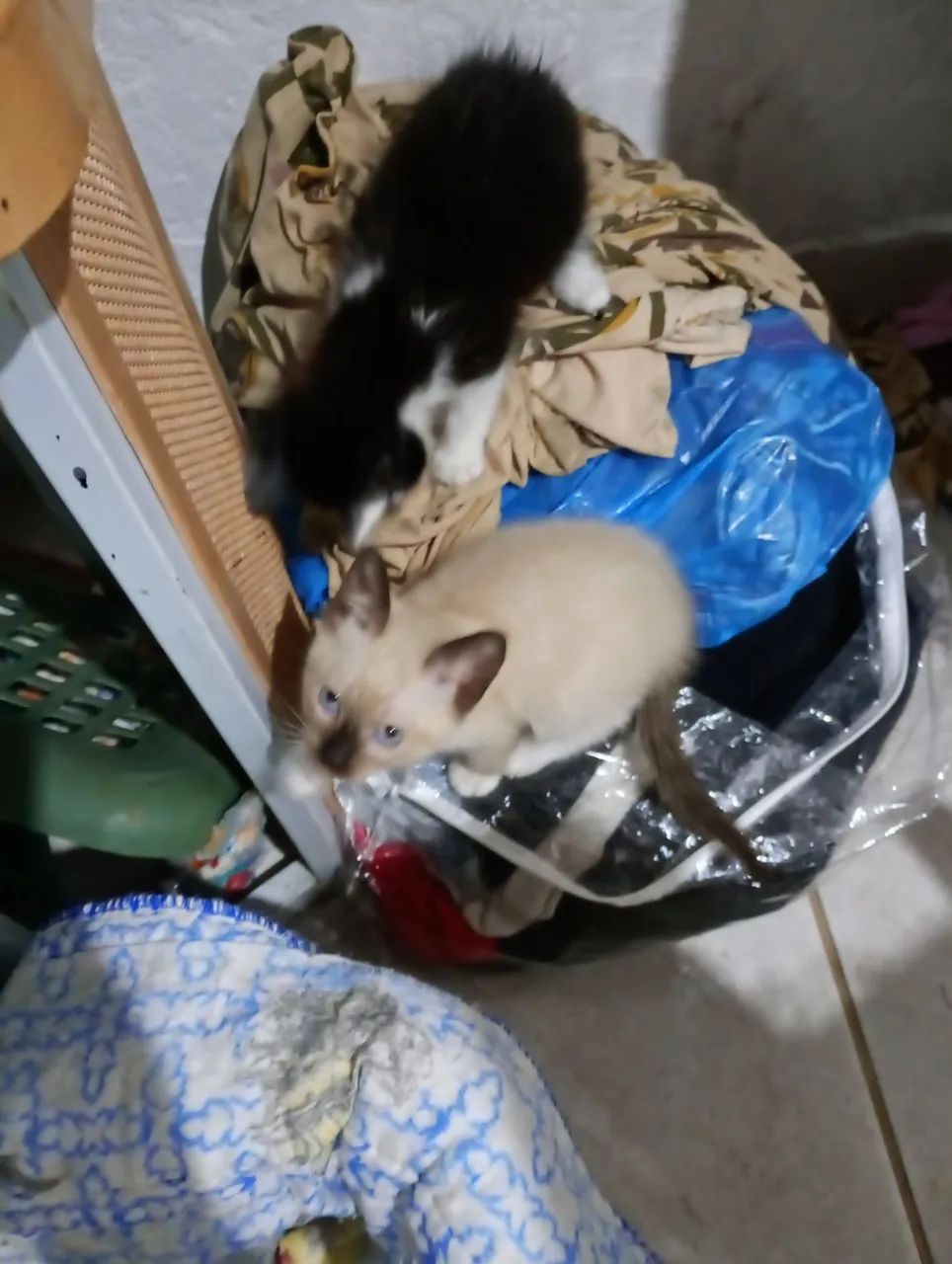 Doação de gatinhos  - Foto 3