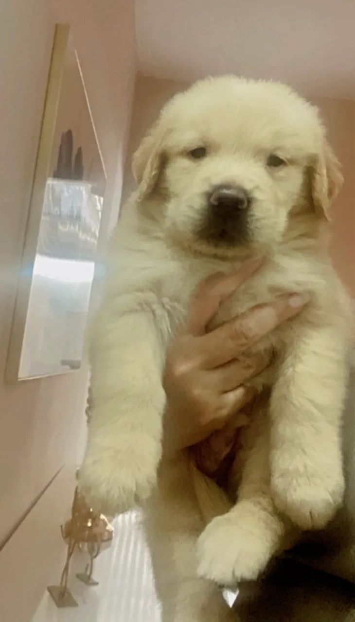 Golden retriever  - Foto 3