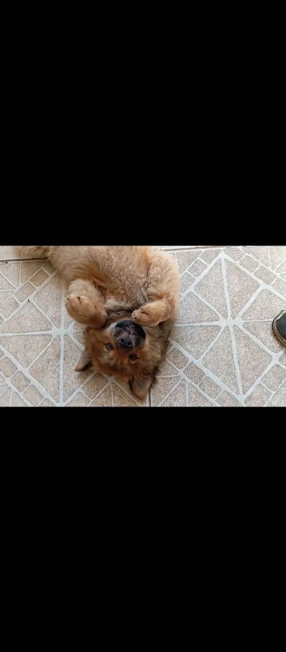 Chow Chow macho  - Foto 3