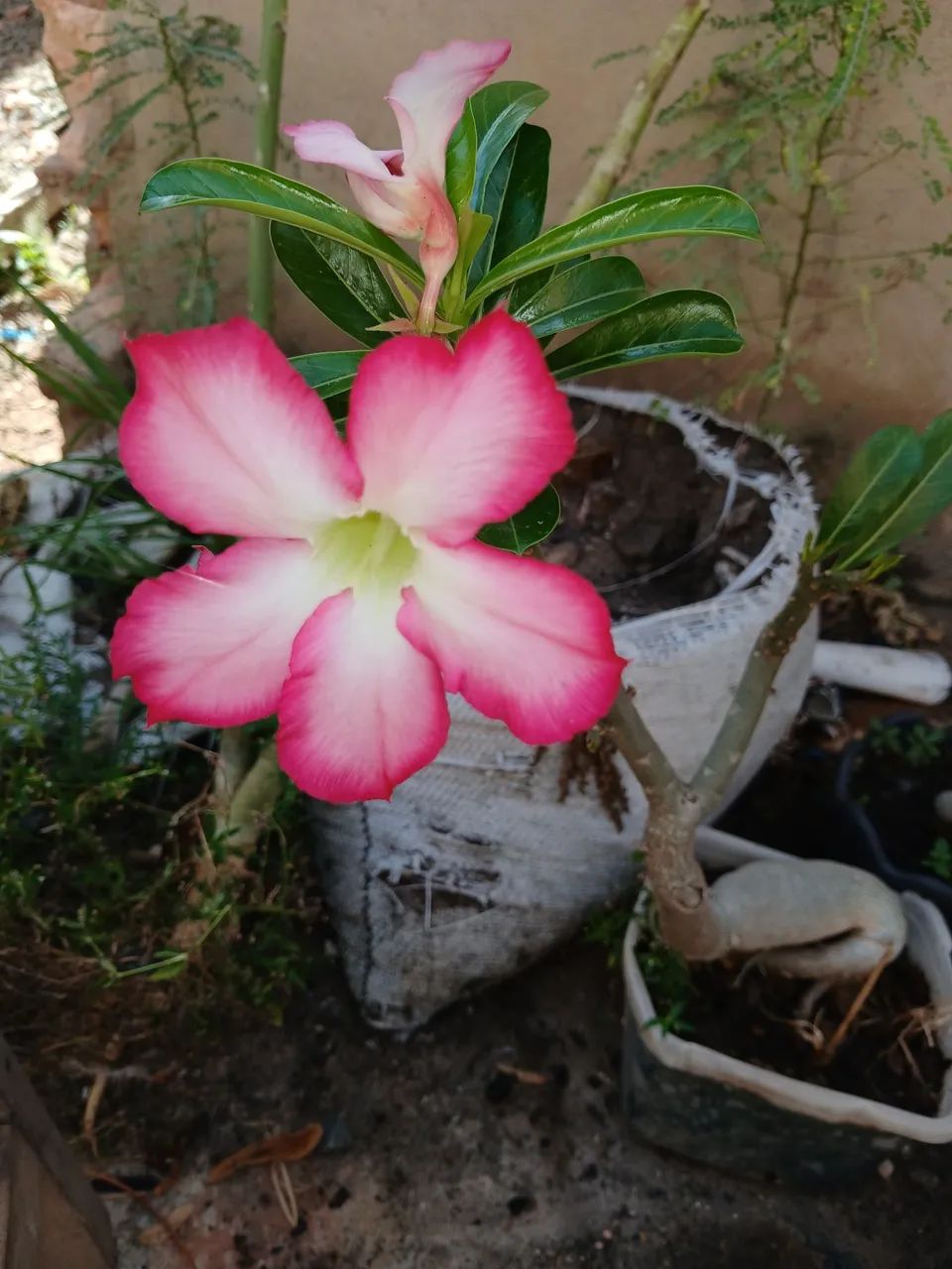 Vendo Rosa do deserto 