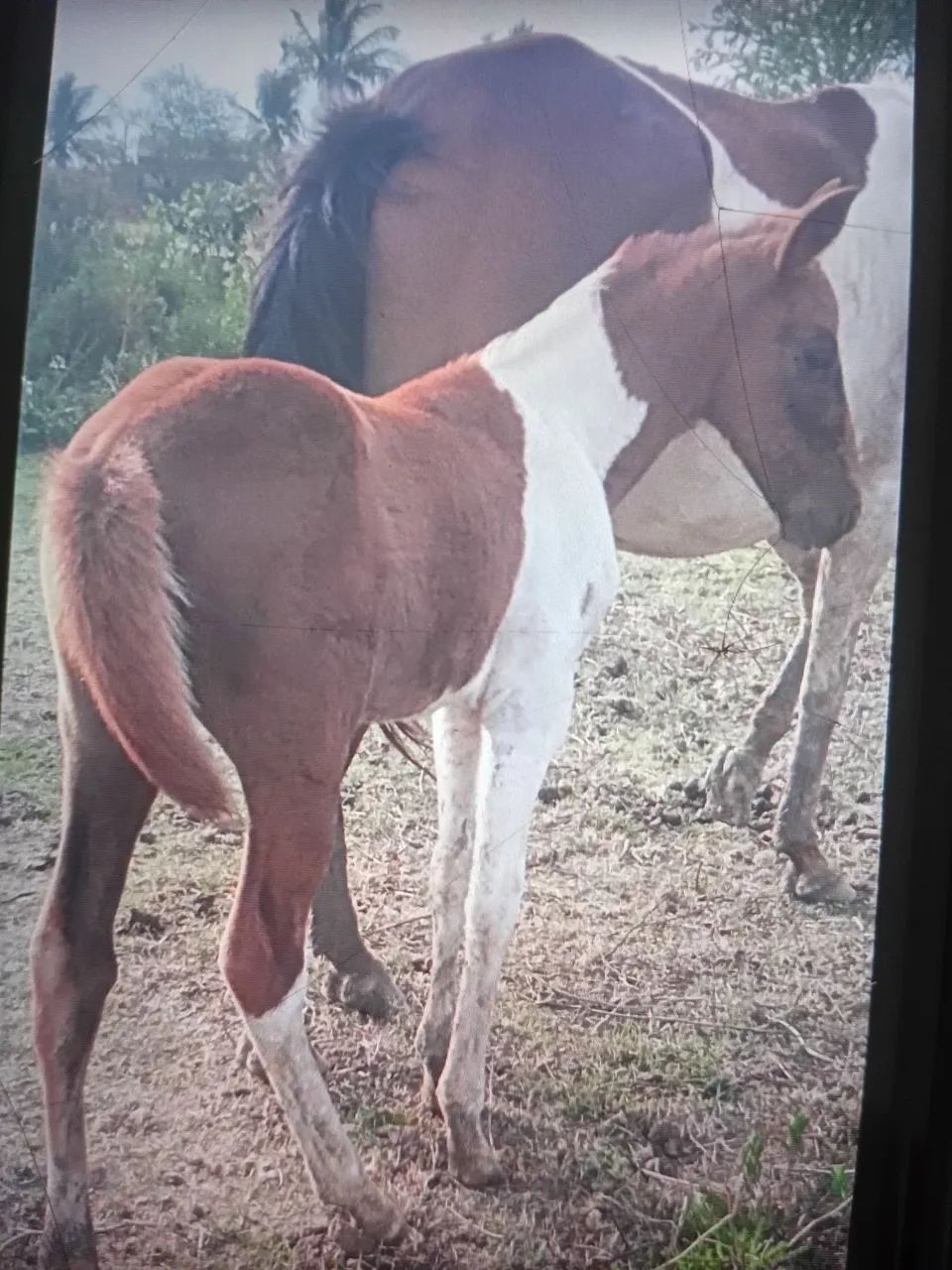 Potros  e Potras manga larga - Foto 3
