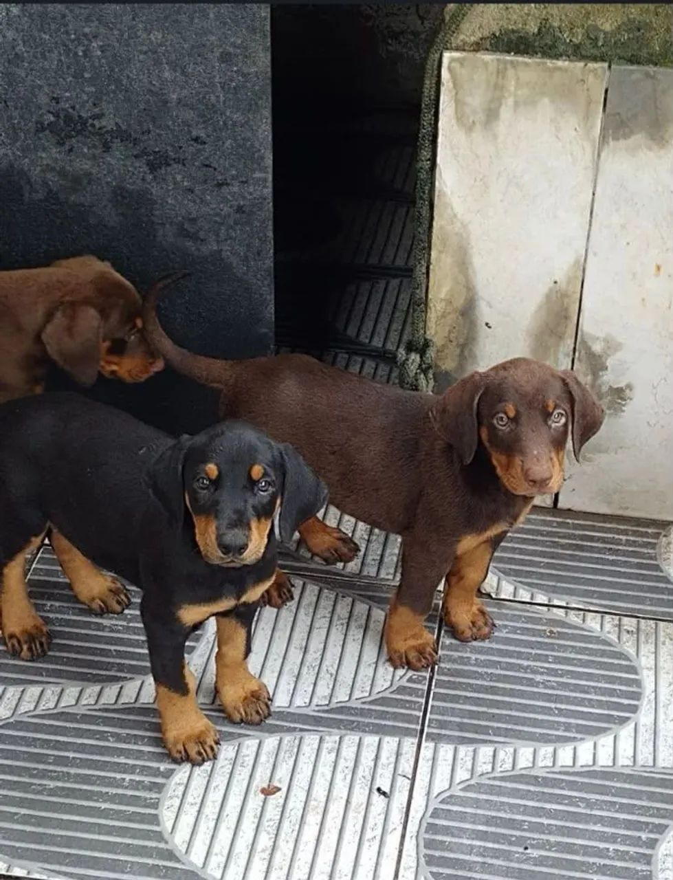 Filhote de doberman 