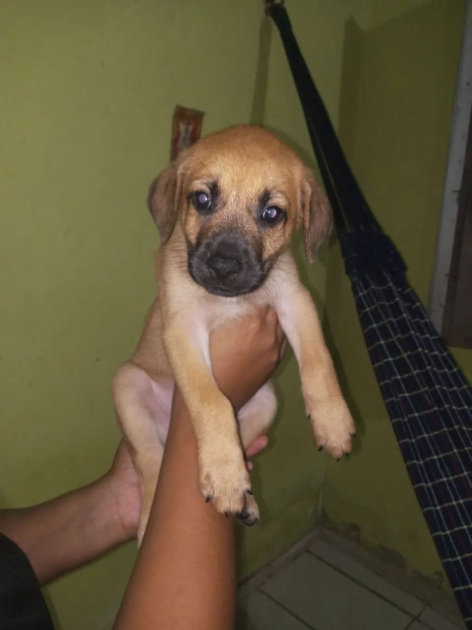 cachorrinhos para adoção  - Foto 5