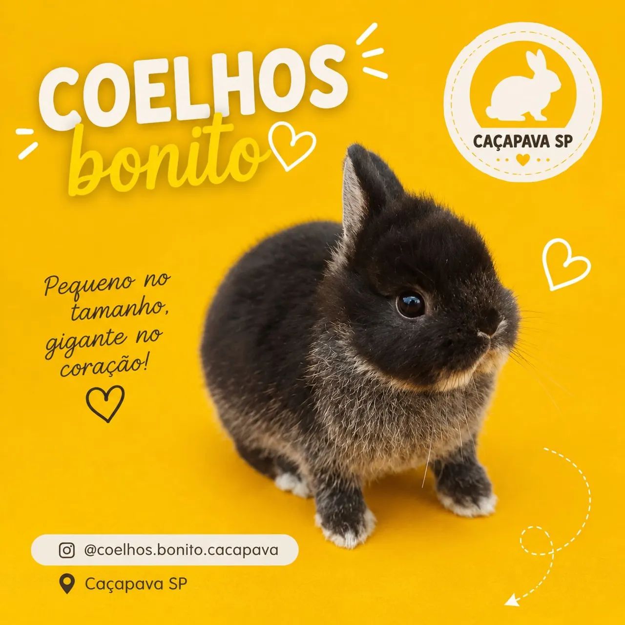Coelho anão importado padrão show 