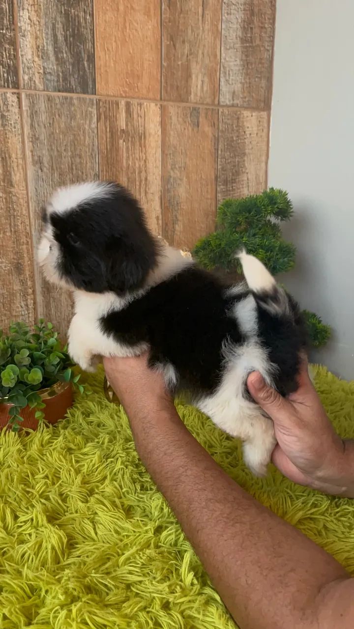 ShihTzu macho 