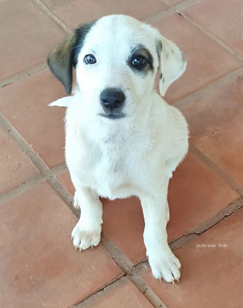 Cachorro - Foto 4