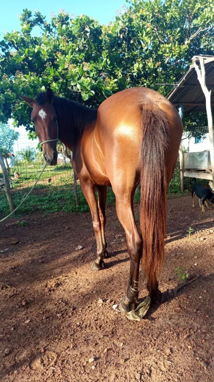 Potra 4 anos - Foto 2