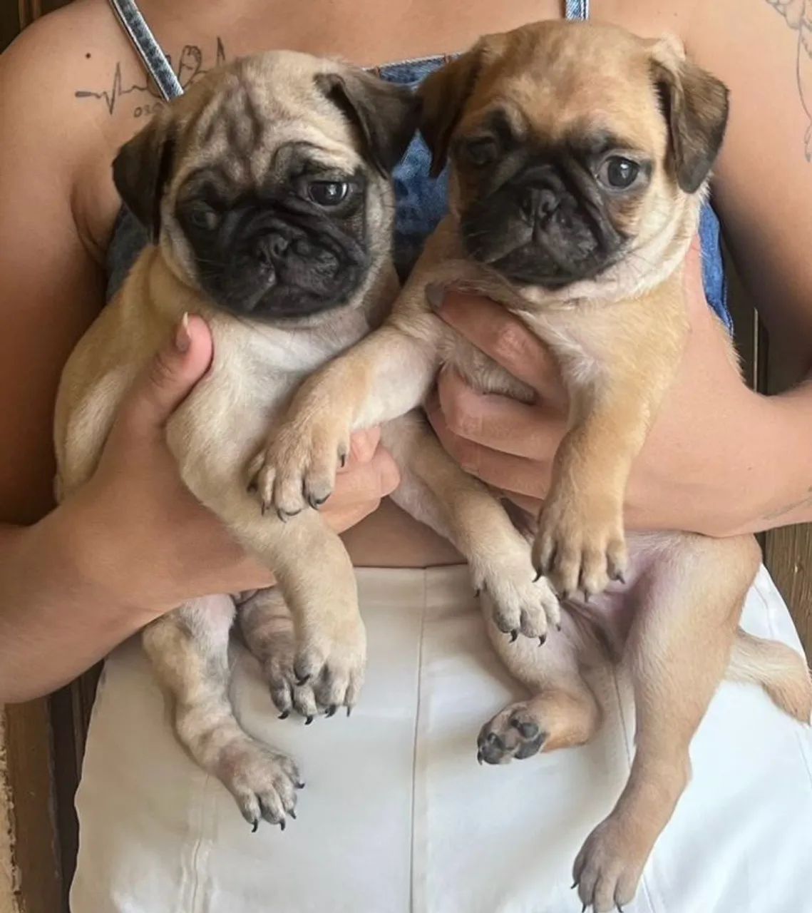 Pug - Foto 2