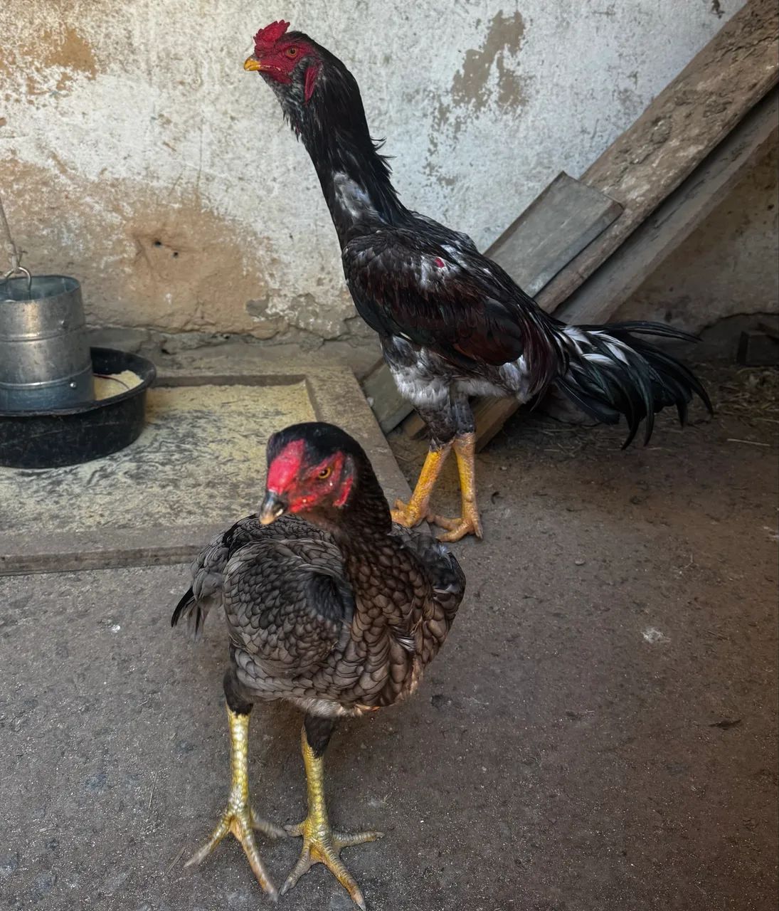 Galo de boa procedência  - Foto 3